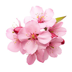 Beautiful sakura flowers isolated on white.