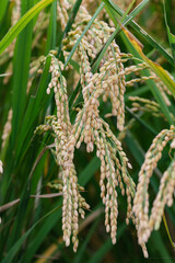 待ちわびた新米2024 01