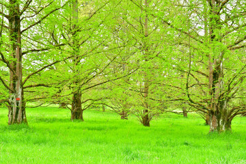 Versailles; France - april 7 2024 : Arboretum de Chevreloup