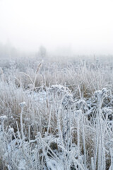 winter nature background. snowy field with frozen plant stems. beautiful winter or late autumn landscape. field grass in hoarfrost. cold frosty snowy weather.