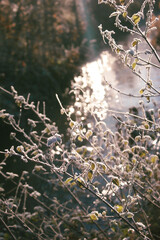 Frosty Leaves in Winter