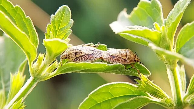 Mating of Oebalus pugnax bed bugs or pentatomidae shield bugs. Macro video of insects in nature.