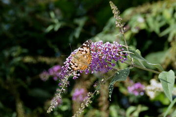 Painted Lady (Vanessa cardui) butterfly perched on summer lilac in Zurich, Switzerland