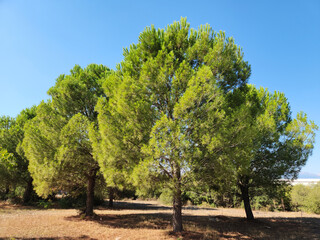Stone pine trees (Pinus pinea) in a botanical garden in Mediterranean region in autumn