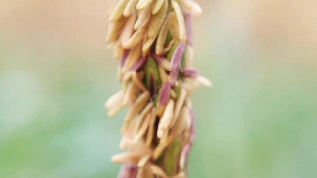 Selective focus, Macro video of grass flowers from bottom to top. Suitable for complementary content and others.