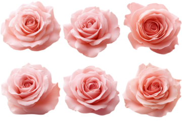 Delicate pink roses, soft petals, romantic floral arrangement, six identical blooms, gentle lighting, white background, high-resolution photography, botanical illustration, symmetrical composition,PNG
