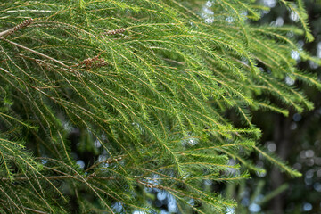 Branches of the bracelet honey myrtle (Melaleuca armillaris) in a city park in Mediterranean basin...