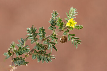 Flower and leaves of the tribulus herb in autumn