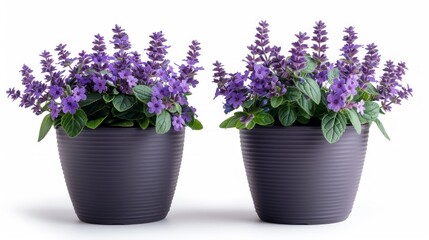 Two Flower pot. Purple plant isolated on white background 