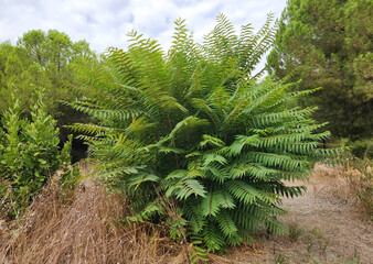 A young tree of Chinese sumac or paradise tree (Ailanthus altissima) ine Mediterranean region in autumn