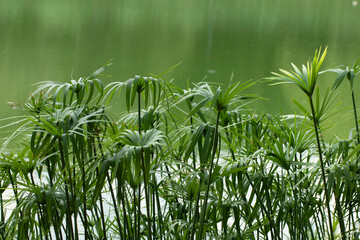 Umbrella papyrus (Cyperus alternifolius) with green leaves 