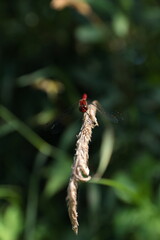 草地のナツアカネ