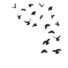 A flock of flying bird silhouettes in the sky