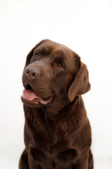 Fototapeta premium chocolate labrador retriver portrait on white background