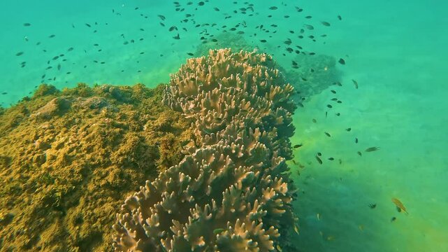 Close up of stony coral underwater in the tropical reef and a school of small fish on a rock of a sandy bottom Indian ocean