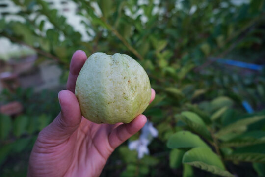 Fresh guava from the guava tree grown at home for eating in the evening.