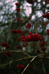 Red Berry Branch