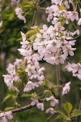 White Blossom Flowers