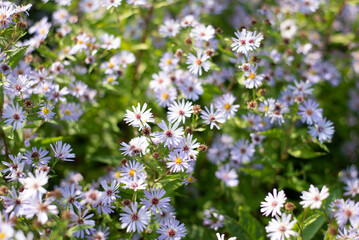 Obraz premium Beautiful abstract background with small flowers