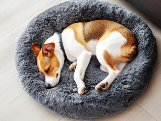 a lovable dog sleeping on Leisure pet donut dog bed, top view
