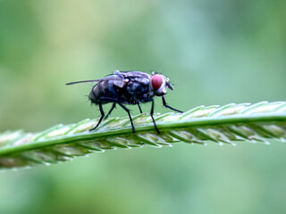 Close up of house flies perched on the leaves