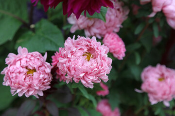 Macro image of pink China Aster blooms, Northamptonshire England
