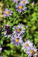 Overhead view of sunlit purple Italian aster blooms, Northamptonshire England