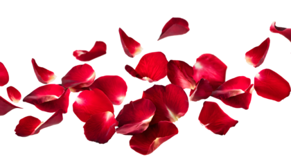 red rose petals falling Splashes on a white isolated background. Generative AI.