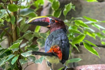 A colorful bird with a large beak is perched on a branch among green leaves.