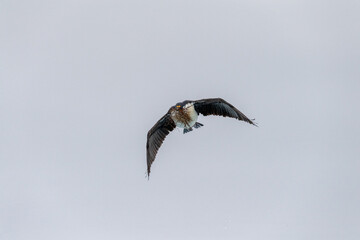 Close-up of an Antarctic Shag -Leucocarbo bransfieldensis- flying low and carrying seaweed in its beak as nesting material, near Fish Islands, on the Antarctic Peninsula