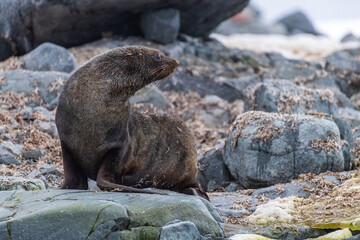 Obraz premium Close-up of an Antarctic Fur Seal - Arctocephalus gazella- sitting on a rock near the fish islands area on the Antarctic Peninsula