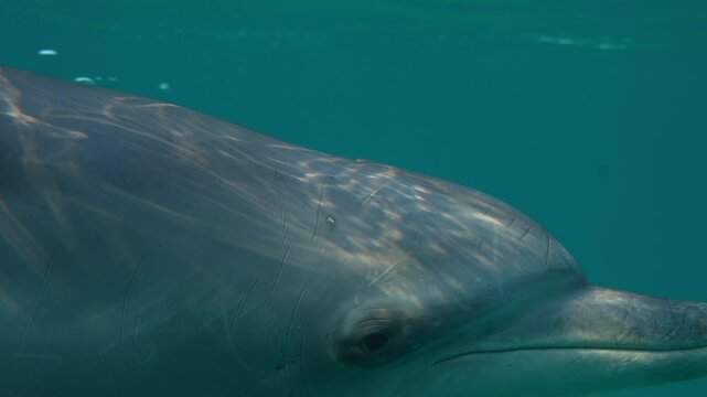 Dolphins Moving Past the Camera Underwater In Beautiful Light and Crystal Clear Visibility