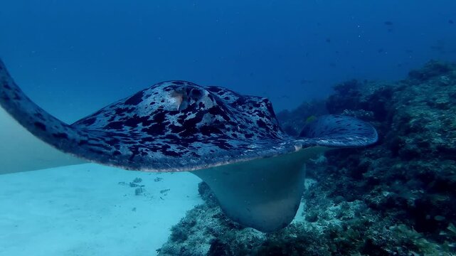 black spotted stingray passing close at camera