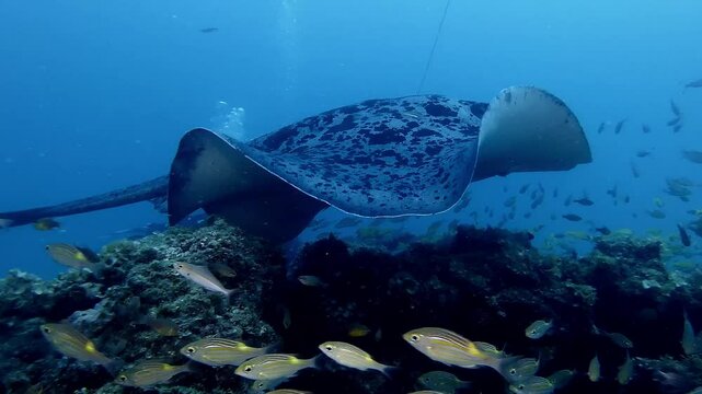 Black spotted stingray swimming over busy coral reef