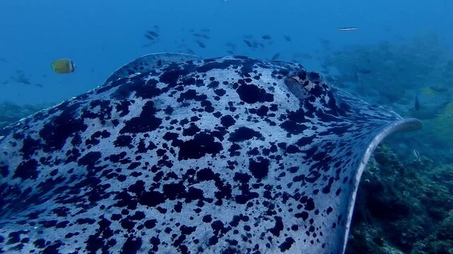 Black spotted stingray super close up