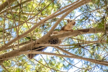 A fluffy squirrel sits on a pine tree branch, surrounded by green needles, under a clear blue sky.