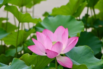pink lotus flower