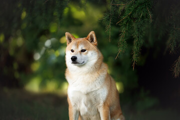 cute shiba inu dog portrait in the park