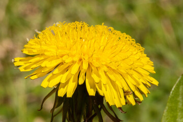 yellow dandelion flower