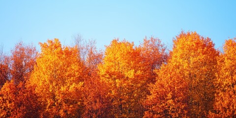 Fototapeta premium Vibrant orange trees under a clear blue sky, capturing the beauty of autumn foliage in a serene landscape.