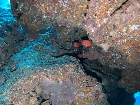 タイトル : 水深20ｍの海。 その海中に生息する赤い魚。