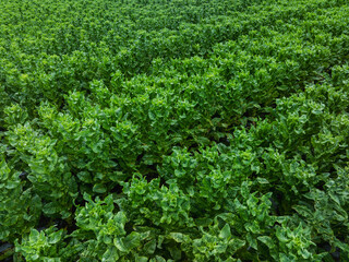 Green stem lettuce crops in garden
