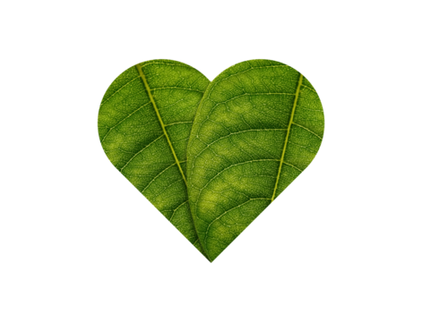 Green Heart made of green leaves on soil background ecology concept