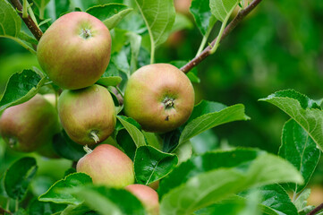 Apples grow on tree in summer