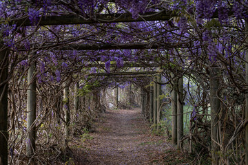 Beautiful morning sunlight into the wisteria tunnel.