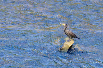 川の流れで休むカワウ