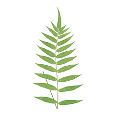 Plant Clipart Vector Illustration