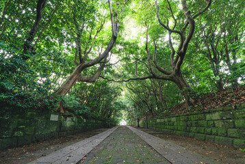 新緑の酒列磯前神社の樹叢