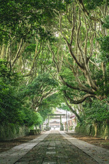 Obraz premium 新緑の酒列磯前神社の樹叢