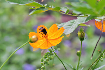 コスモスとミツバチ